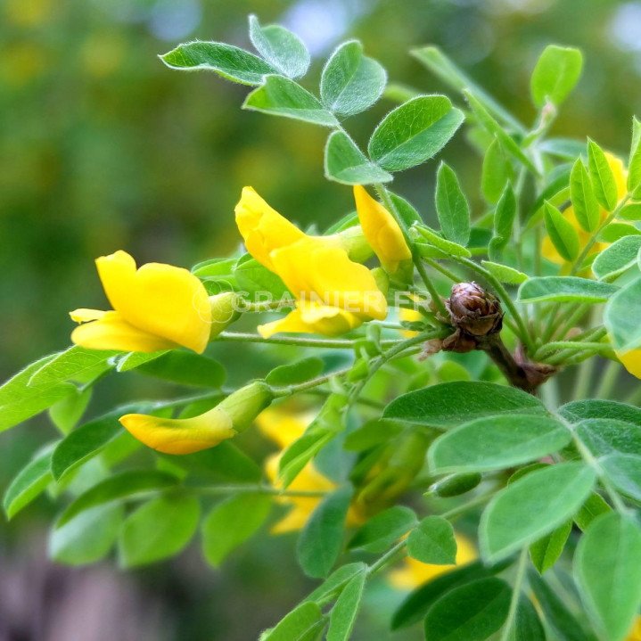 Acacia jaune de Sibérie, Caragana arborescent image